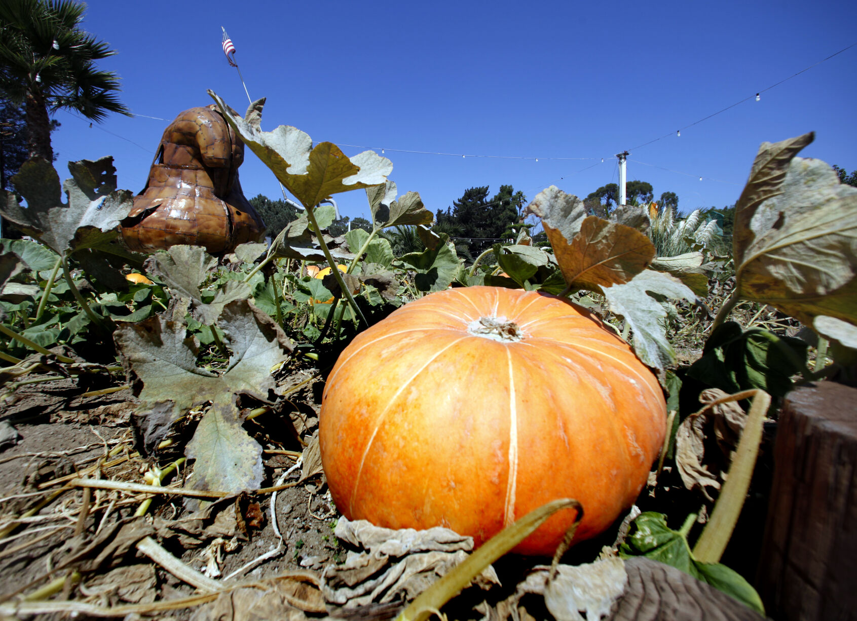 Fall Arrives